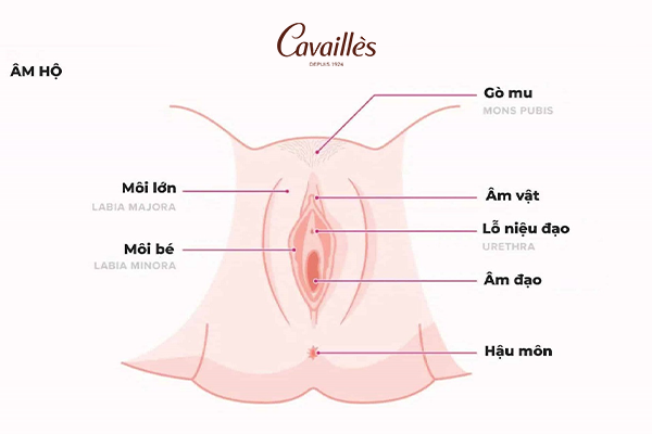 Cấu tạo cơ quan sinh dục ngoài (âm hộ)