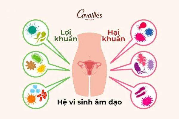 Lợi khuẩn và hại khuẩn âm đạo