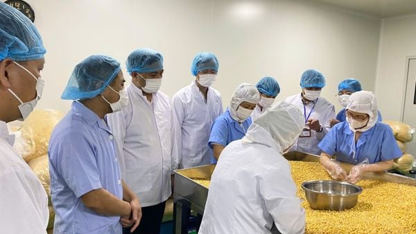Đội ngũ công nhân thực hiện phân loại nguyên liệu ngô sấy dưới sự chứng kiến của đoàn kiểm tra