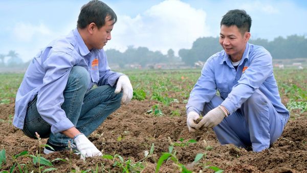 Kỹ thuật viên của Minh Dương MD Food đang khảo sát chất lượng đất và tình hình sinh trưởng tại vùng trồng nguyên liệu khoai tây đạt chuẩn ở Vụ Bản.