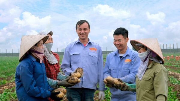Những củ khoai tây tươi nguyên liệu được tuyển chọn kỹ lưỡng, đảm bảo độ chắc và giàu tinh bột