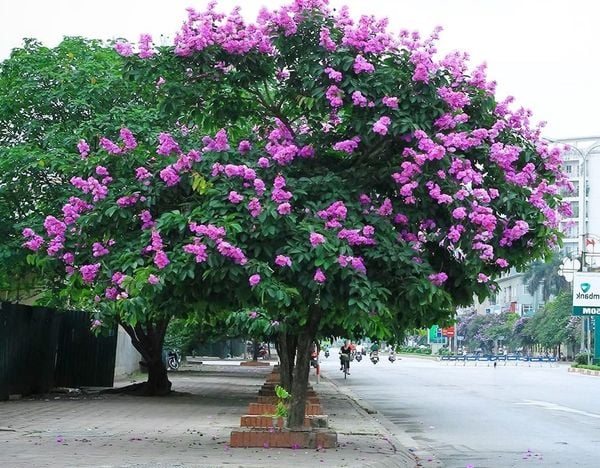 cây bằng lăng thái
