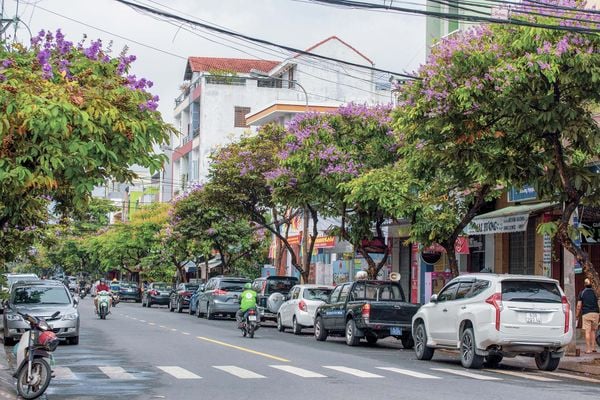 mùa hoa bằng lăng đẹp ở Đà nẵng