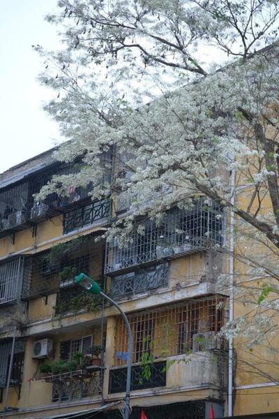 mùa hoa sưa tháng 3