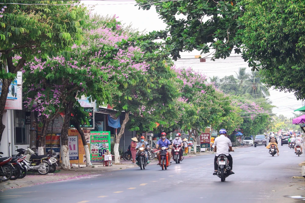 mùa hoa bằng lăng đẹp ở bến tre