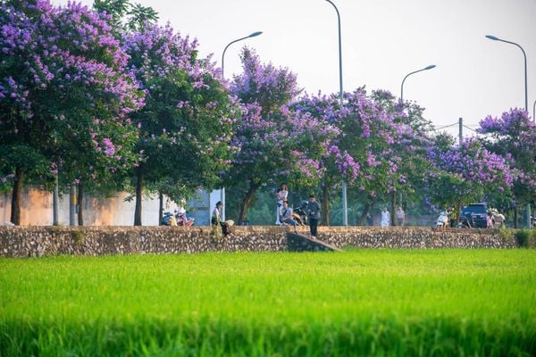 mùa hoa bằng lăng đẹp ở Sơn Tây