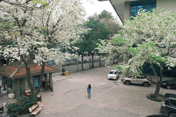 vẻ đẹp hoa sưa Hà Nội