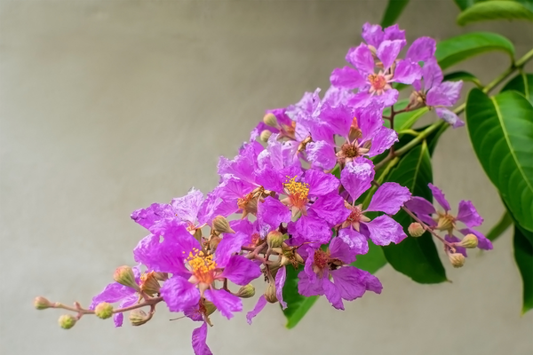 mùa hoa bằng lăng đẹp