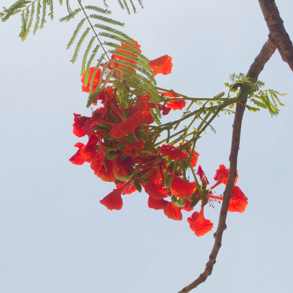 hoa phượng