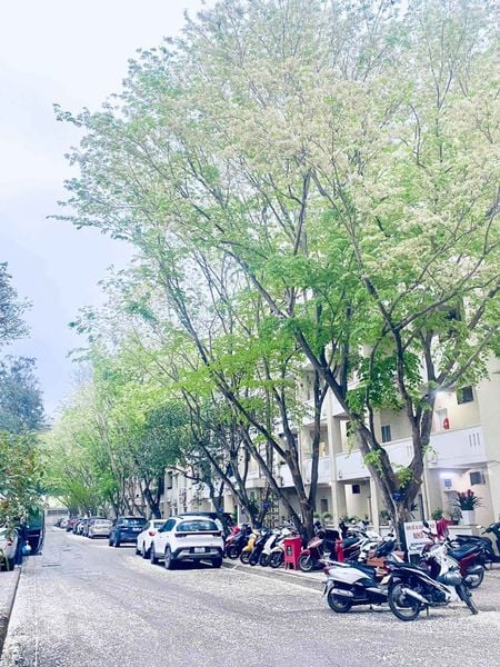 mùa hoa sưa tháng 3