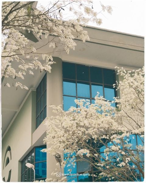 mùa hoa sưa tháng 3