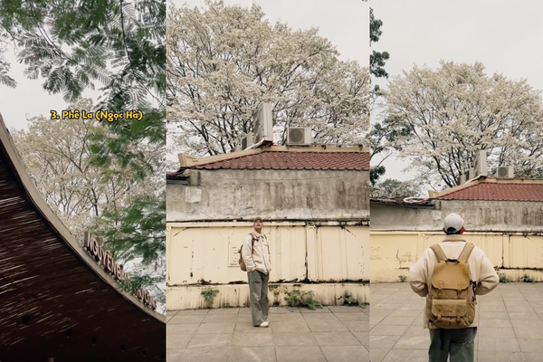 mùa hoa sưa tháng 3