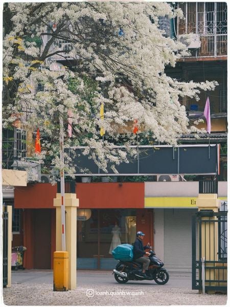 mùa hoa sưa tháng 3