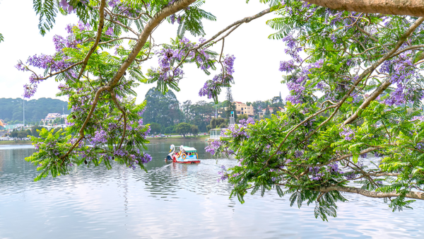 hoa phượng tím đà lạt