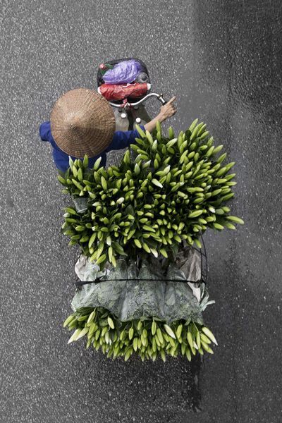 gánh xe hoa loa kèn