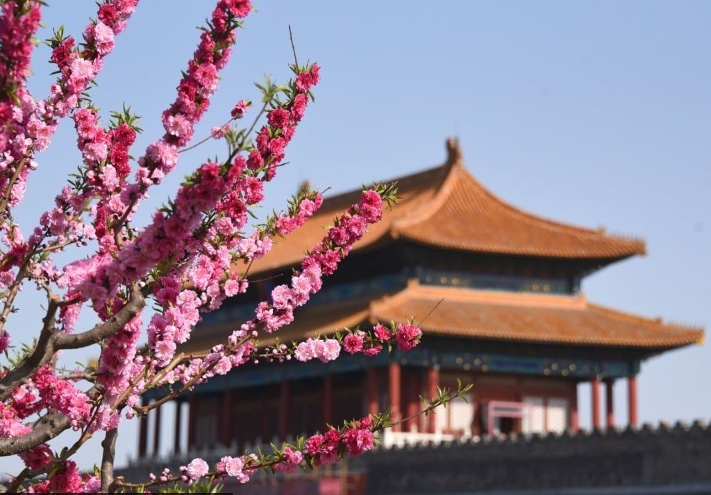 Hoa xuân nở rực rỡ trong công viên ở Bắc Kinh