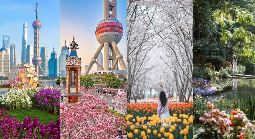 Công viên Thượng Hải rực rỡ hoa vào mùa xuân