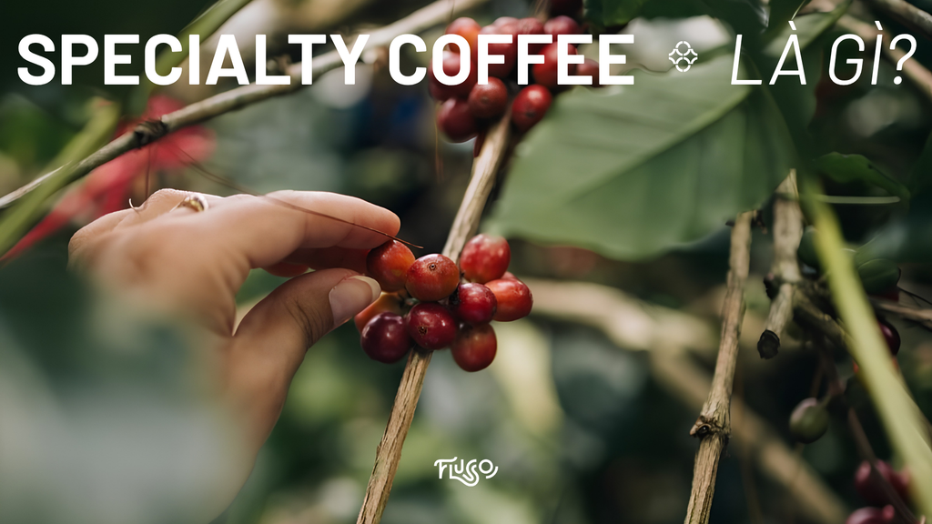 Specialty coffee là gì? Hướng dẫn nhập môn không cần thuộc thuật ngữ