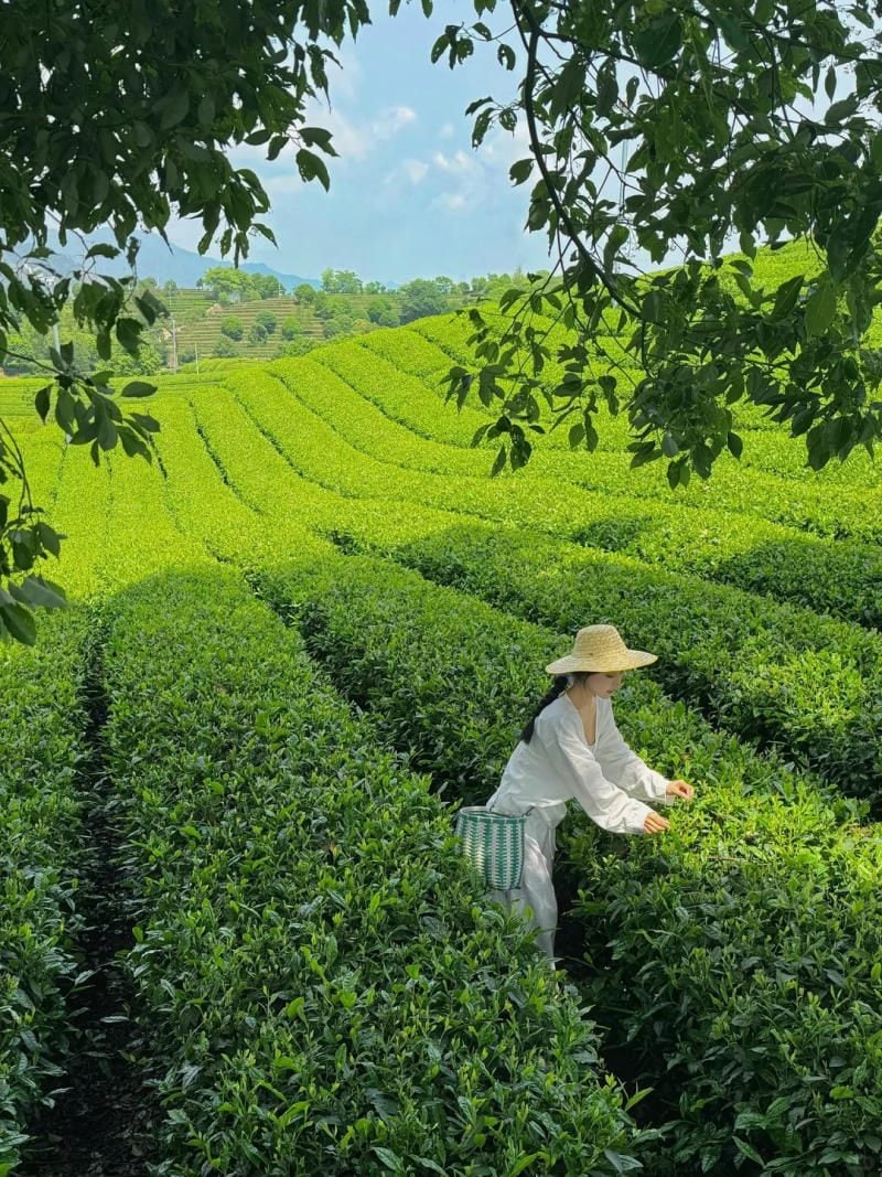 17. Hóa thân thành cô thôn nữ hái chè