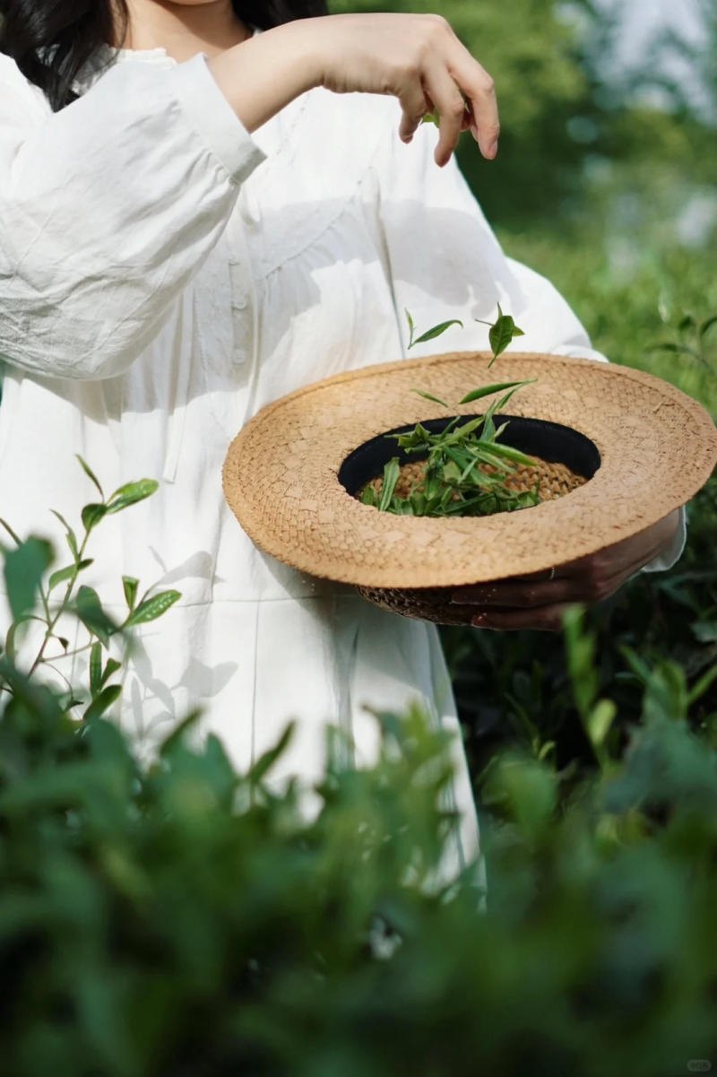 23. Cận cảnh: Rơi nhẹ lá chè vào nón