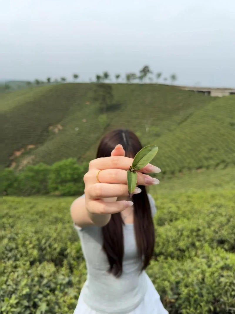 4. Dáng che mặt bằng búp chè non