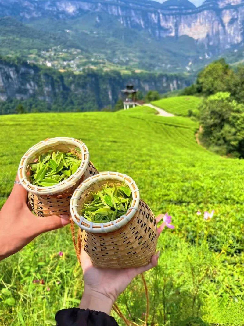 5. Góc nhìn POV: Đôi tay thu hoạch chè