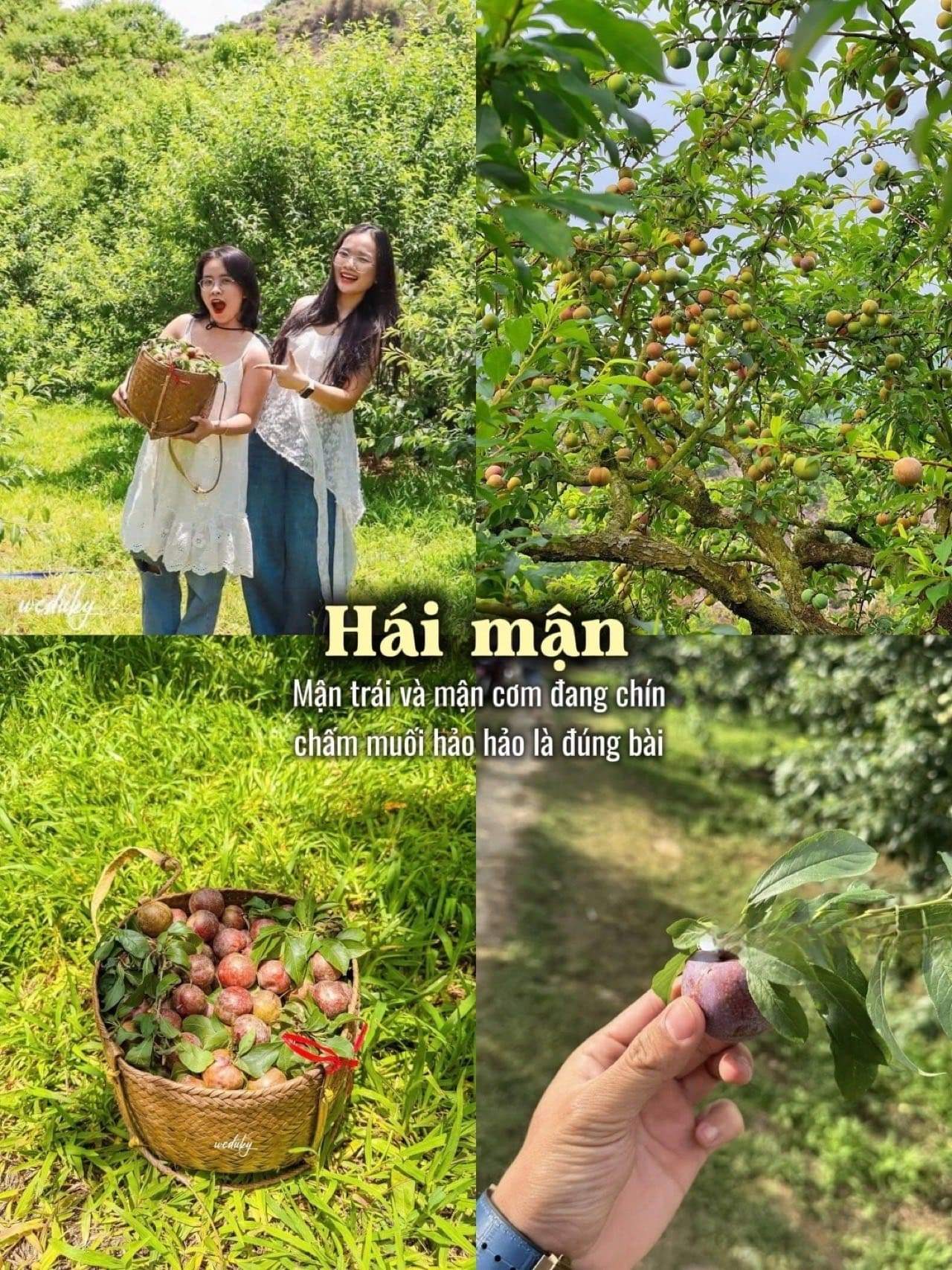 di-moc-chau-mac-gi