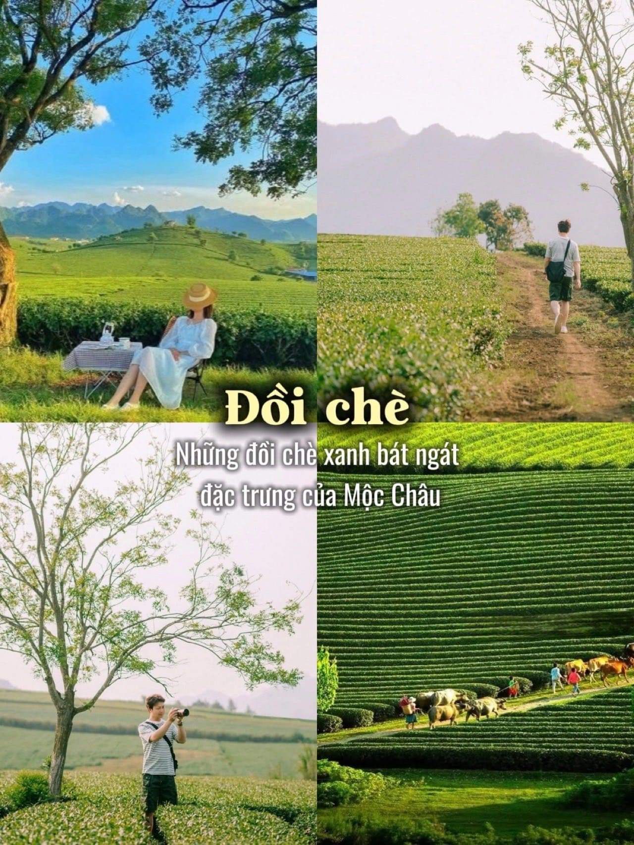 di-moc-chau-mac-gi