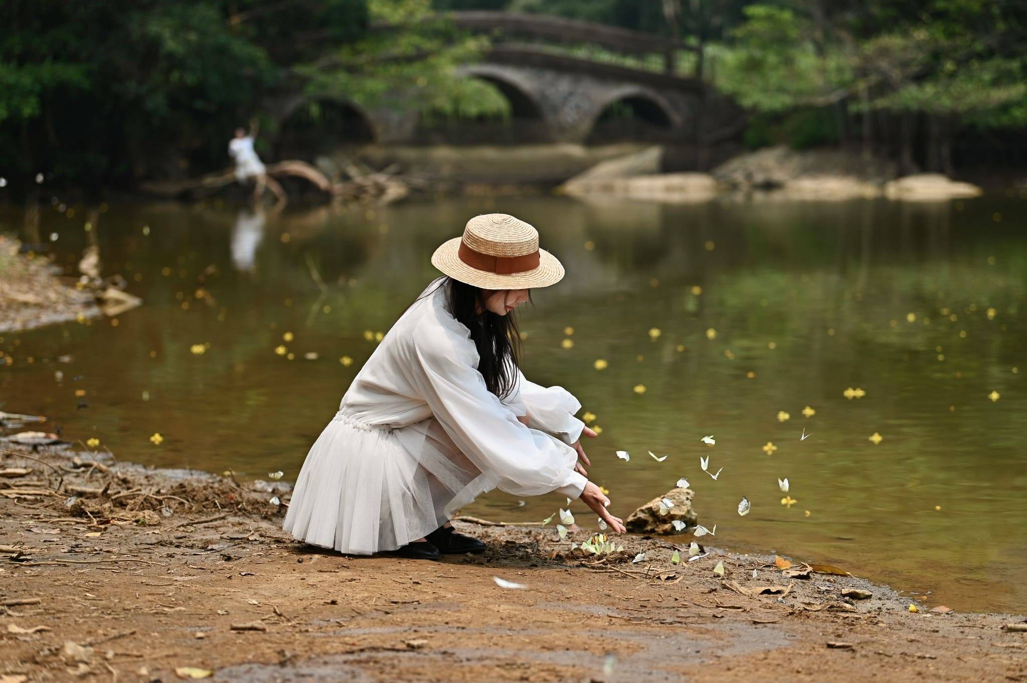 mùa bướm cúc phương