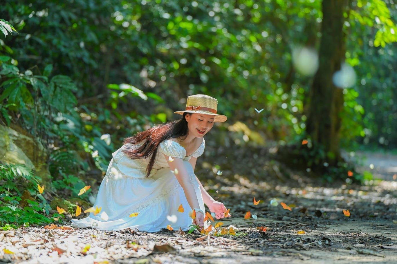 mùa bướm cúc phương