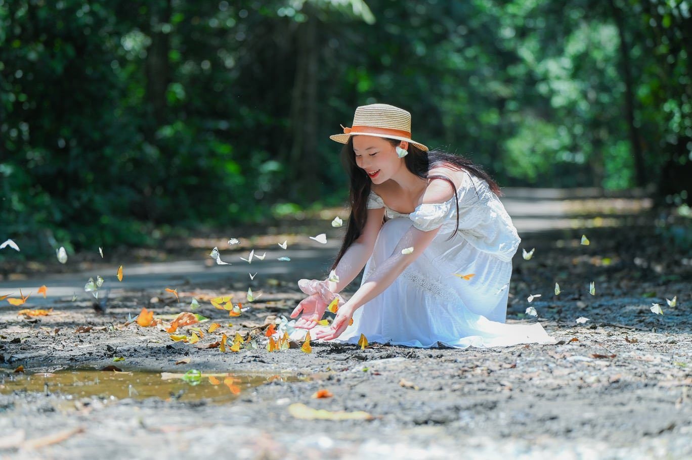 mùa bướm cúc phương