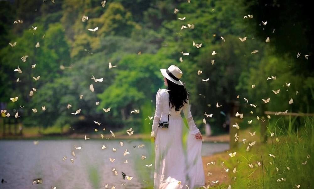mùa bướm cúc phương