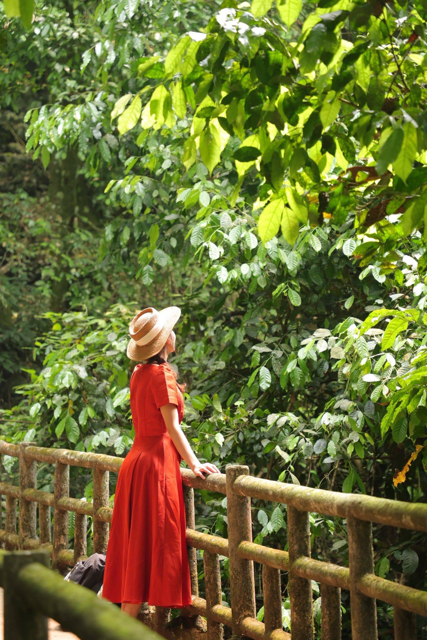mùa bướm cúc phương