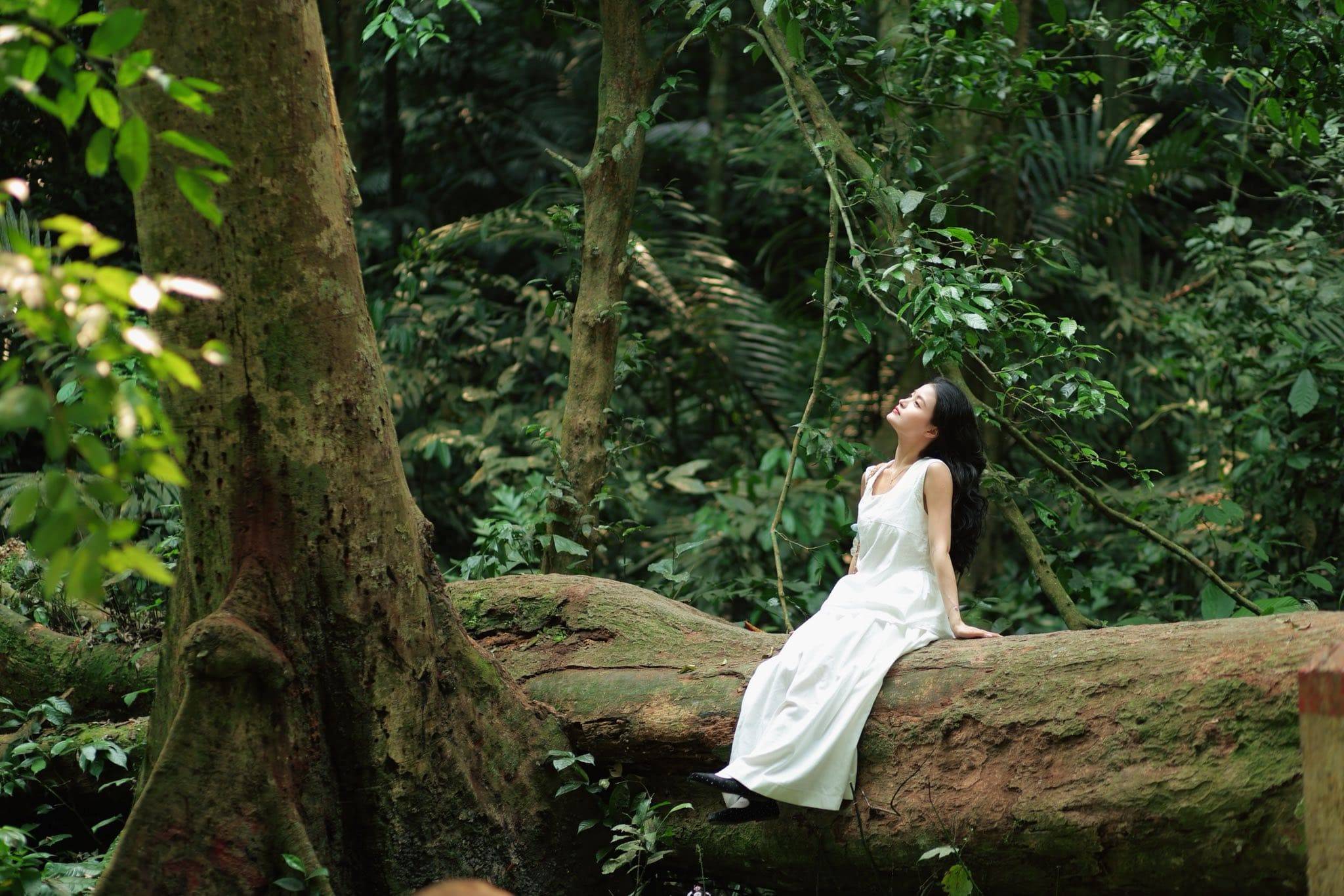 mùa bướm cúc phương