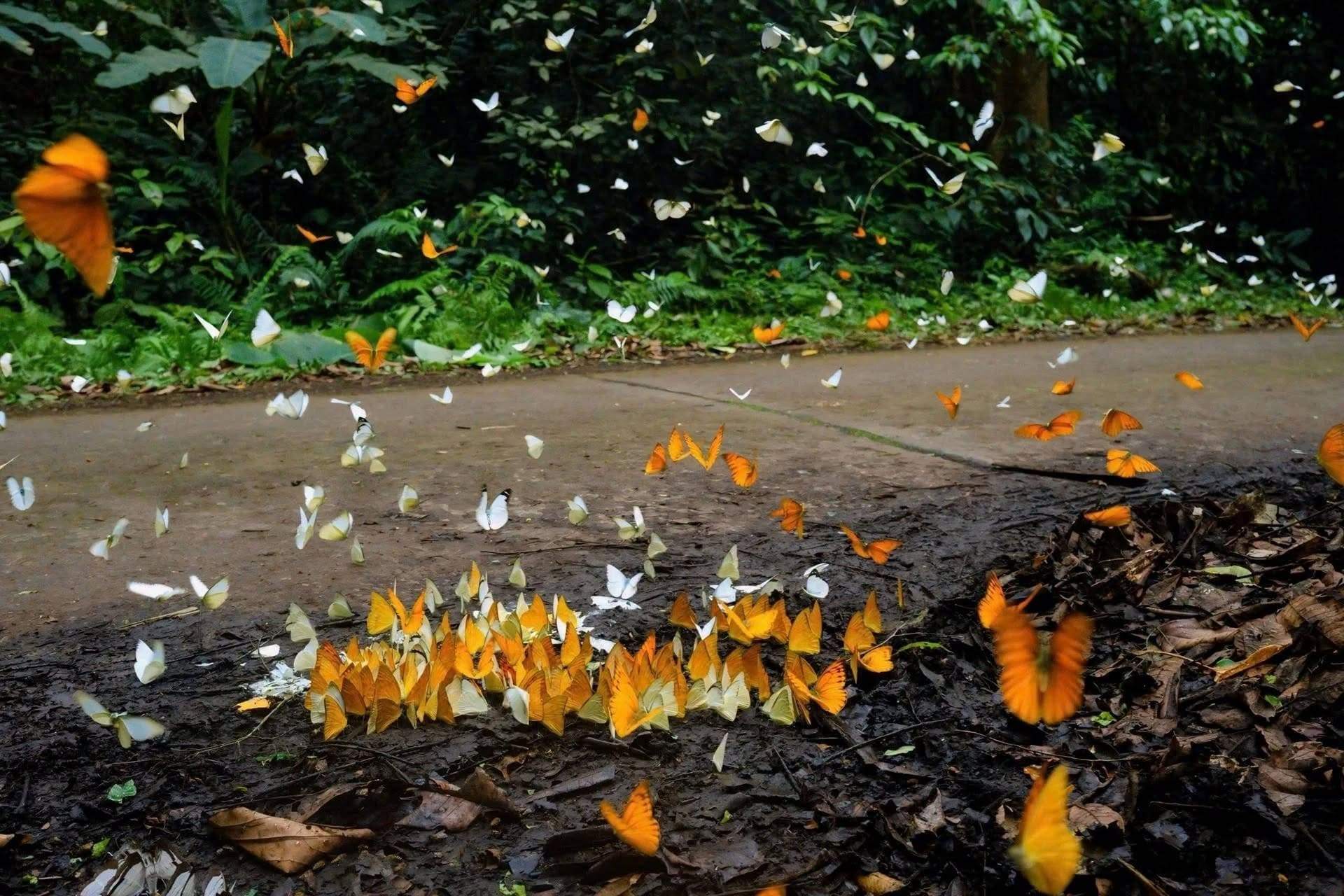 mùa bướm cúc phương