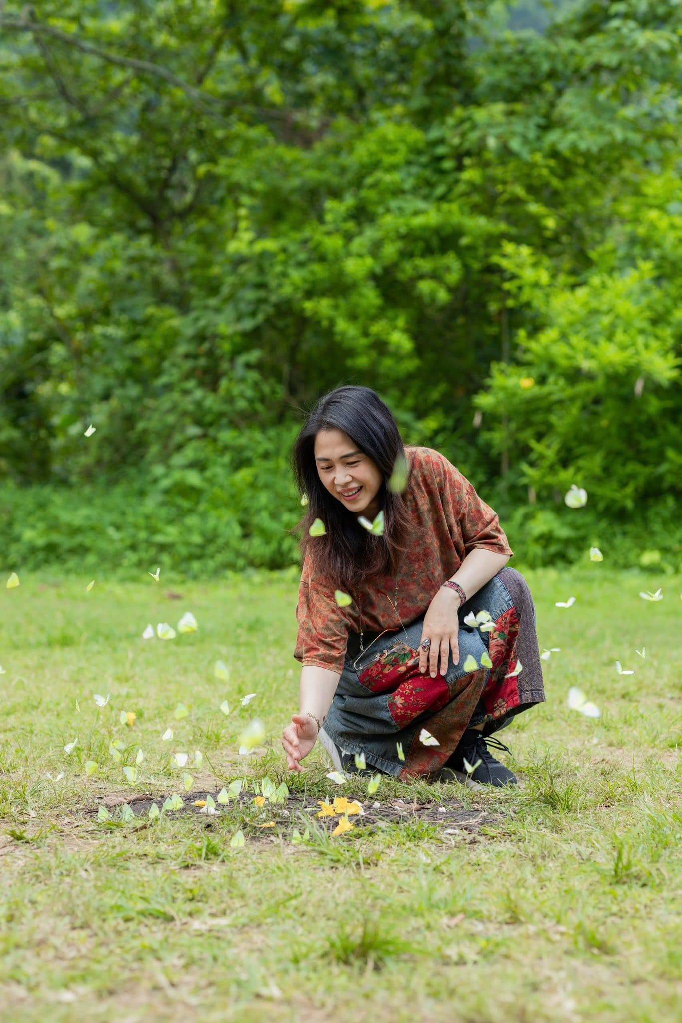 mùa bướm cúc phương