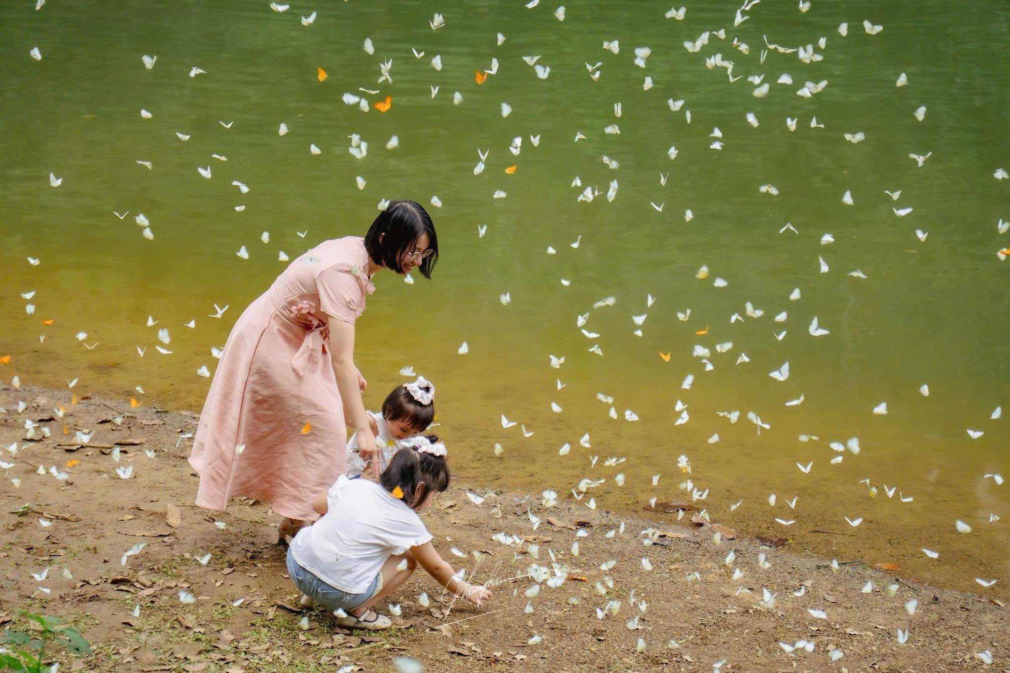 mùa bướm cúc phương