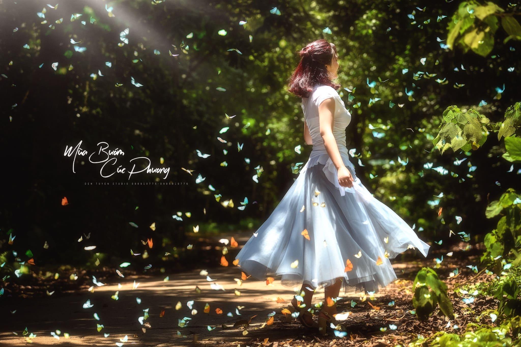 mùa bướm cúc phương