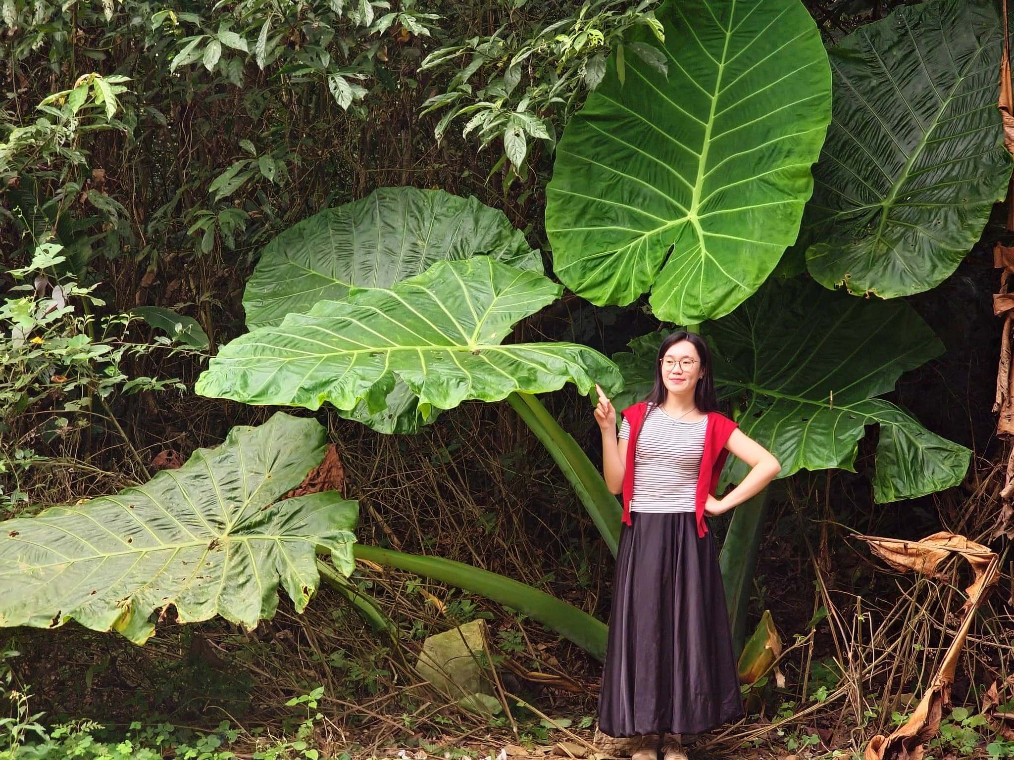 mùa bướm cúc phương