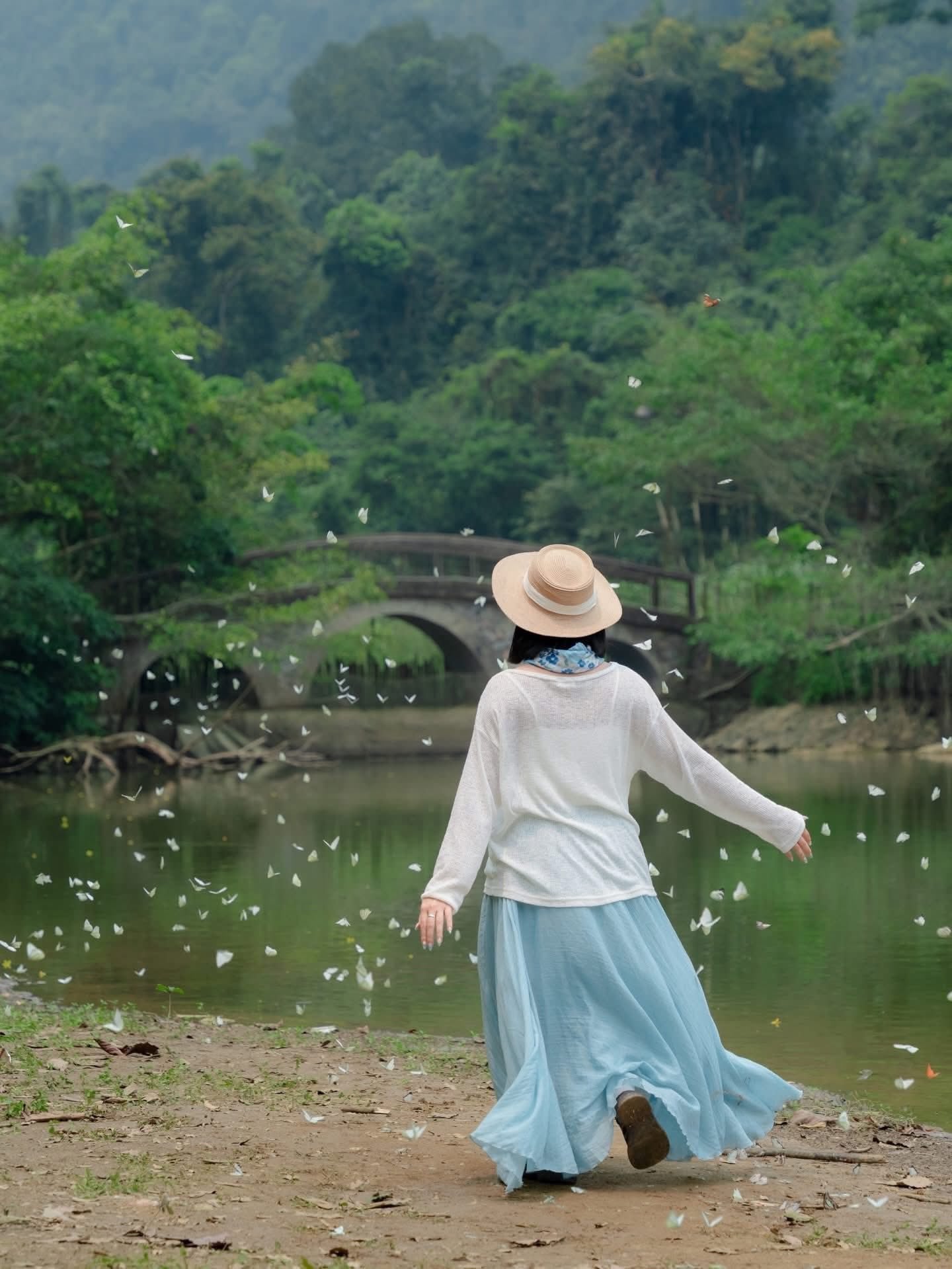 mùa bướm cúc phương
