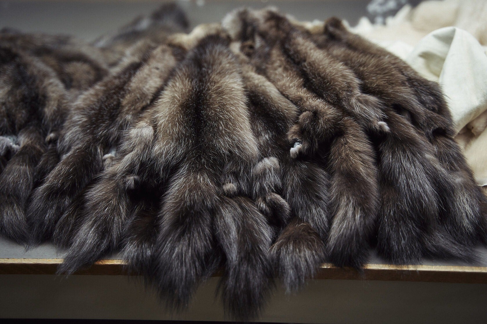 Các loại lông thú khác (Sable, Chinchilla,..)