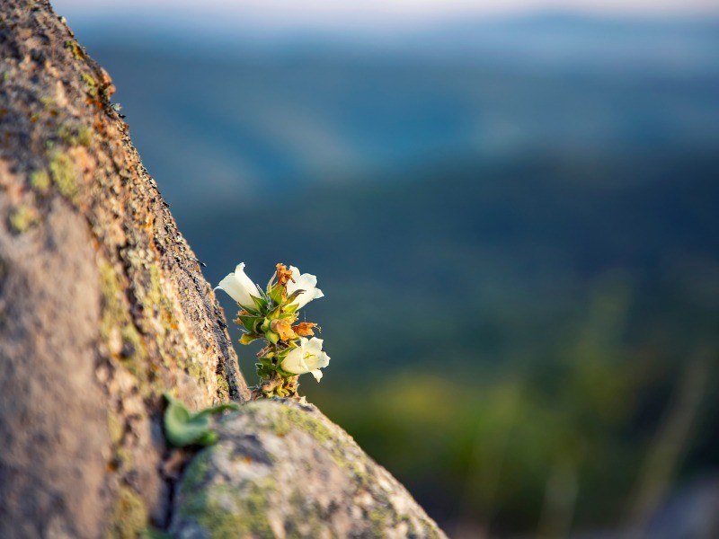 stt cuộc sống bình dị
