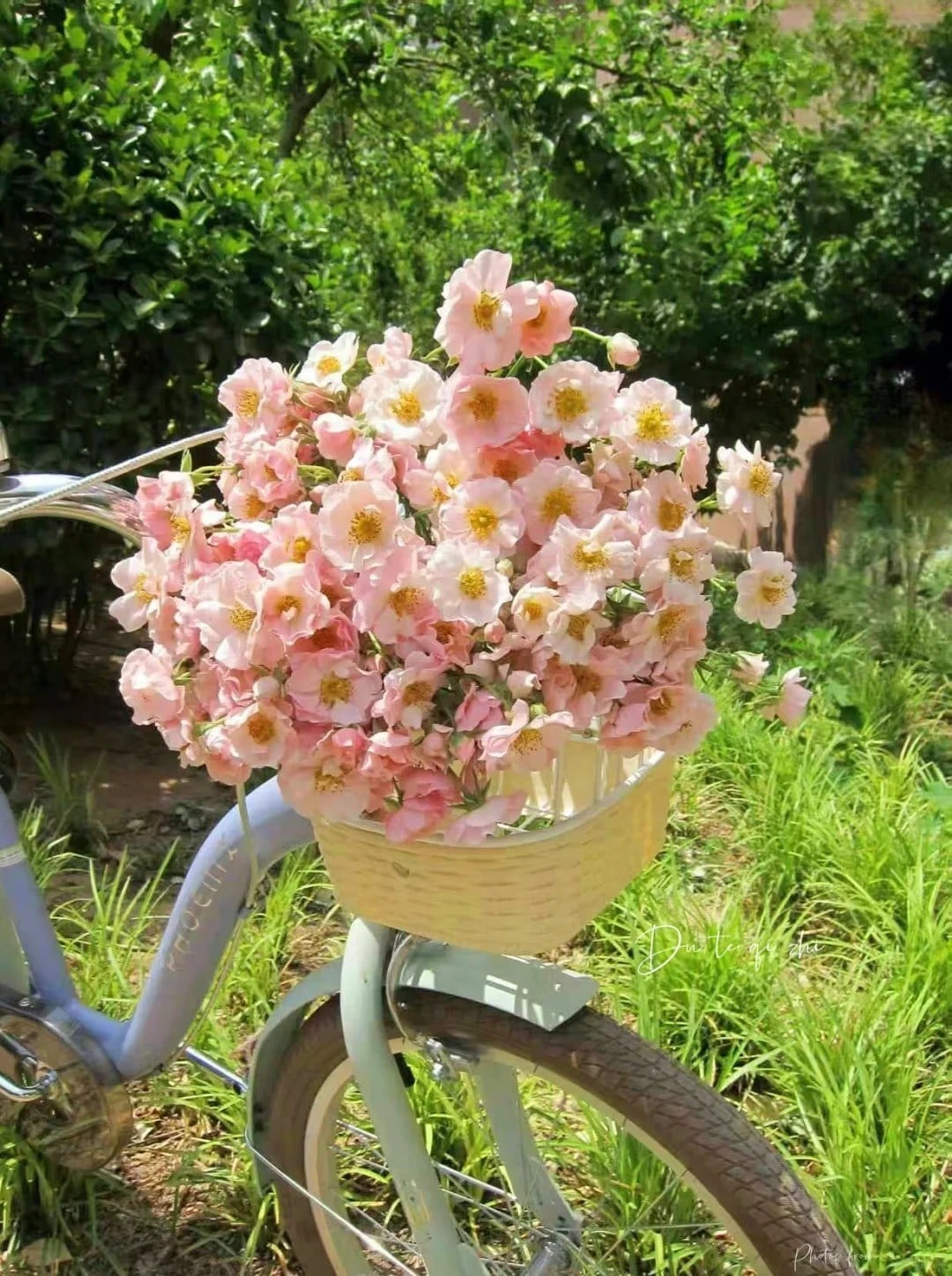 Đặt hoa trong giỏ xe đạp