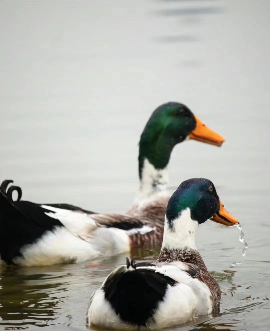 Xanh cổ vịt tiếng anh là gì?