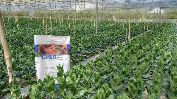 Hệ thống tưới cho cây hoa cát tường năng suất cao