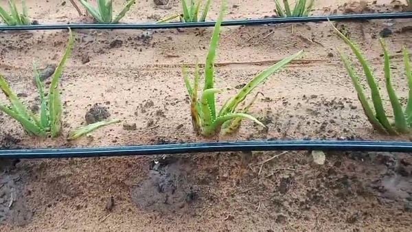 Hệ thống tưới cho cây nha đam Tự động