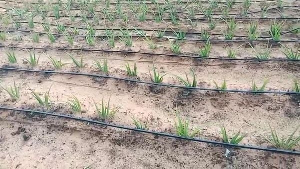 Hệ thống tưới cho cây nha đam Tự động