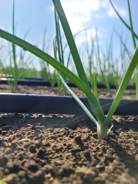 Hệ thống tưới cho cây hành lá tự động