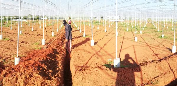 Hệ thống tưới cho cây nho Bù áp