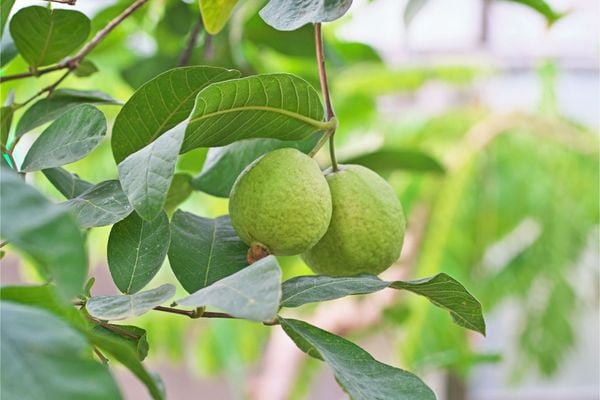 Hệ thống tưới cho cây ổi Tự động